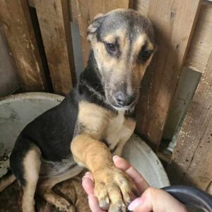 CORA (♀) - ausgereist zu Vierbeiner in Not (AL)