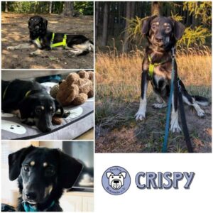 CRISPY - Gnadenplatzhund seit dem 14.09.2024 - vermittelt