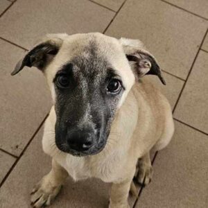 ELVIS (♂) - auf PS im PLZ Bereich 66 (JW) - vermittelt