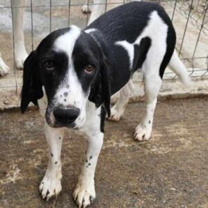 OZZY (♂) (Baile) - vermittelt LS