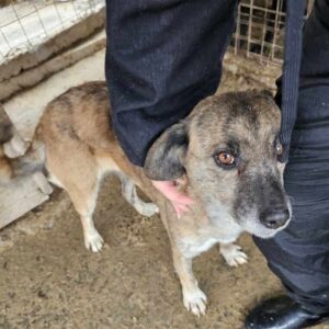 TARJA (♀) - auf PS im PLZ Bereich 54 (SE)