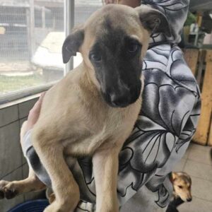 MARISA (♀) - auf PS im PLZ Bereich 66 (JW) - vermittelt