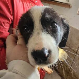 GLÖCKCHEN (♀) - auf PS im PLZ Bereich 49 *ausgereist* - vermittelt