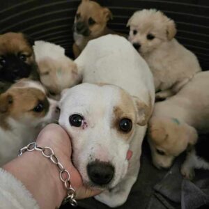 RANDY (♀) - ausgereist zu Kathleen Müller (AL)