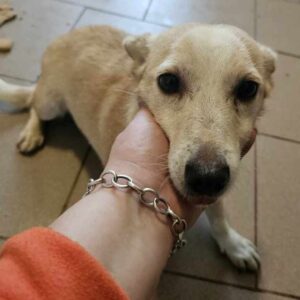 ROSI (♀) - auf PS im PLZ Bereich 63 (NE) - vermittelt