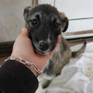 LEENIE (♀) - vermittelt MD