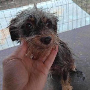 LILY (♀) - ausgereist zu Vierbeiner in Not