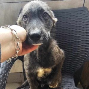 RAVI (♂) - ausgereist zum TH Tuttlingen (AL)