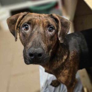 PATTI (♀) - auf PS im PLZ Bereich 18 (JW)