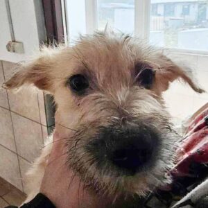 GIMLI (♂) - vermittelt MD