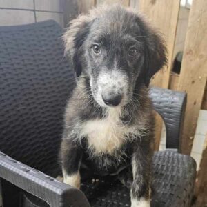 TABITA (♀) - vermittelt MD