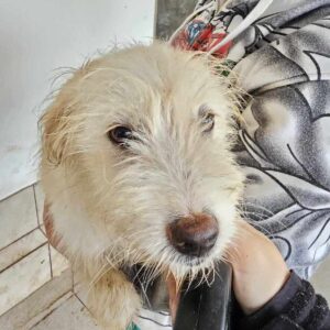 FEMKE (♀) - ausgereist zum TH Tuttlingen