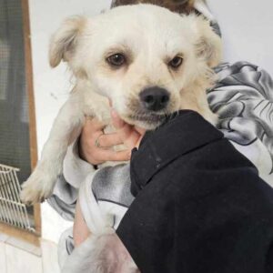 ANANDO (♂) - auf PS im PLZ Bereich 38 - vermittelt