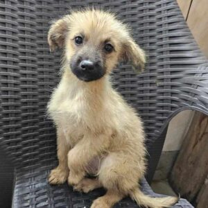 JENS (♂) - vermittelt MD