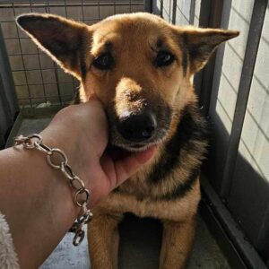 KEASH (♀) - ausgereist zum TH Limburg (AL)