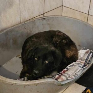 ALEXEJ (♂) - Dreibein