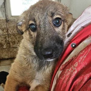 FIXI (♀) - auf PS im PLZ Bereich 49 *ausgereist* - vermittelt