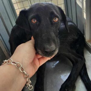 TOLLY (♀) - 05/25 RBB