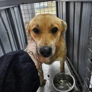 ARJONA (♀) - ausgereist zum TH Limburg (AL)