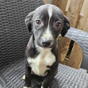 CATIE (♀) - ausgereist zu Kathleen Müller (AL)