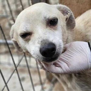 NELLA (♀) - ausgereist zu Vierbeiner in Not