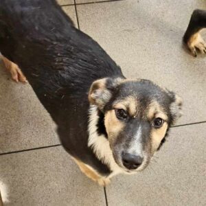 STERNI (♀) - auf PS im PLZ Bereich 76 *ausgereist* - vermittelt