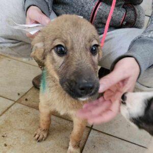 SANI (♀) - auf PS im PLZ Bereich 12 *ausgereist* - vermittelt