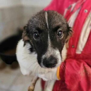 ASA (♀) - auf eine PS im PLZ-Bereich 47 *ausgereist* - vermittelt