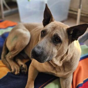 BJARNE (♂) - in Rumänien vermittelt 01/25