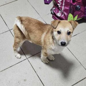 LILLE (♀) - ausgereist zum TST Rösrath (AL)