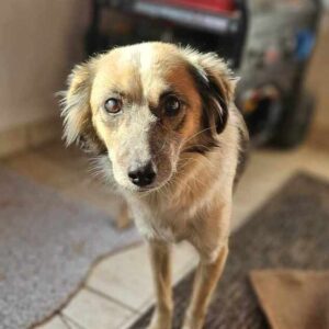 NOELA (♀) - ausgereist zum TH Tuttlingen