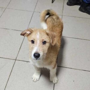 FREEDOM (♂) - ausgereist zum TST Rösrath (AL)