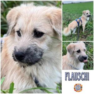 FLAUSCHI (♂) in 18311 Ribnitz Damgarten -vermittelt