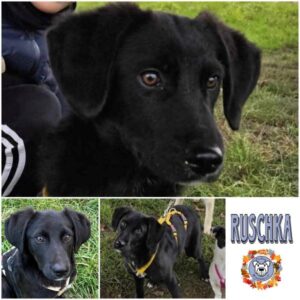 RUSCHKA (♀) in 27299 Etelsen - vermittelt