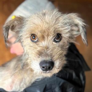 TRUDY (♀) - Notfall in Rumänien - jetzt auf PS im PLZ Bereich 15 (NU) - vermittelt