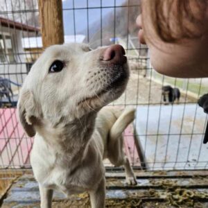 AURORA (♀) - ausgereist zu Kathleen Müller (AL)
