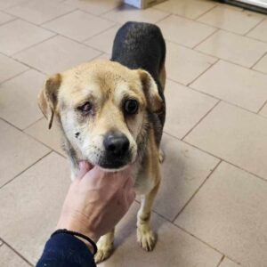 PIRAT (♂) - ausgereist zu Vierbeiner in Not (AL)