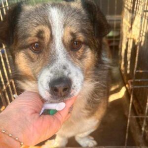 TROLLI (♂) - ausgereist zu Tiere brauchen Freunde (AL)