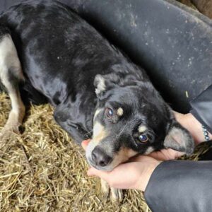 MINNIE (♀) - ausgereist zu Vierbeiner in Not (AL)