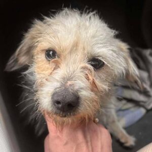 ASALI (♀) - vermittelt MD