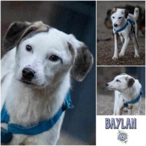 BAYLAN (♂) in 99427 Weimar - reserviert