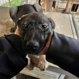 ZWOLLE (♀) - auf PS im PLZ Bereich 47 (KK) - vermittelt