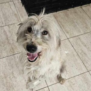 ÄNNIE (♀) - auf PS im PLZ Bereich 54 (NE) *ausgereist* - vermittelt