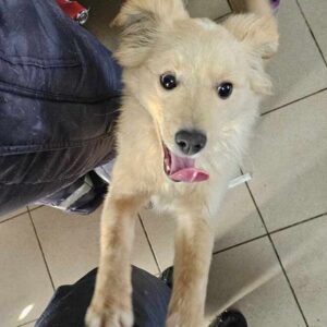 YESHE (♂) - auf PS im PLZ Bereich 57 (SE) - vermittelt