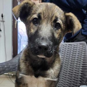 CELIA (♀) - auf PS im PLZ Bereich 99 (NE) - vermittelt