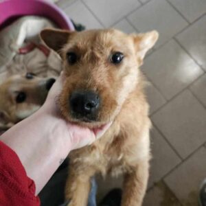 TATRA (♀) - auf PS im PLZ Bereich 14 (KK) - vermittelt