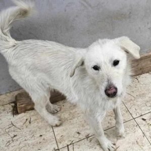 MERLA (♀) - auf PS im PLZ Bereich 65 (NE)