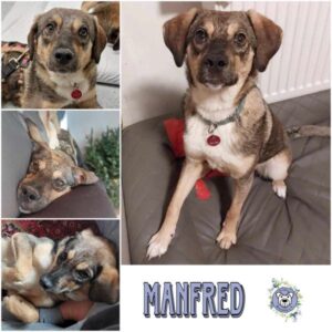 Manfred (♂) in 96052 Bamberg - vermittelt