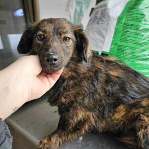 DÉDÉ (♀) - vermittelt MD