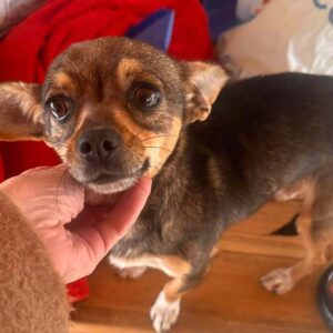 SAIRA (♀) - ausgereist zu Tiere in Not Odenwald (PM)